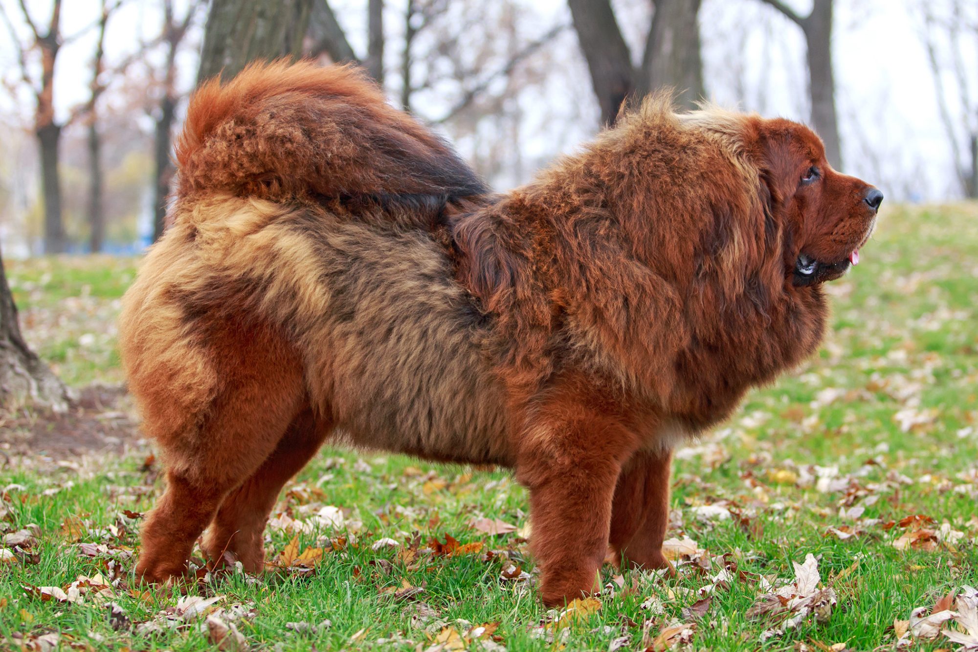 チベタン・マスティフ - tibetan-mastiff