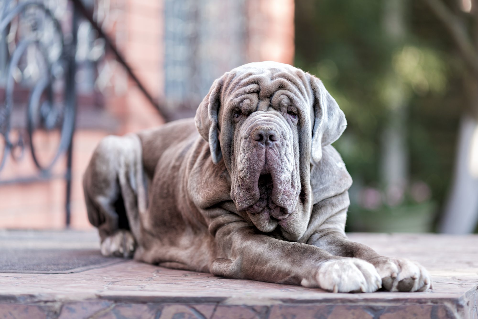 ナポリタン・マスティフ - neapolitan-mastiff
