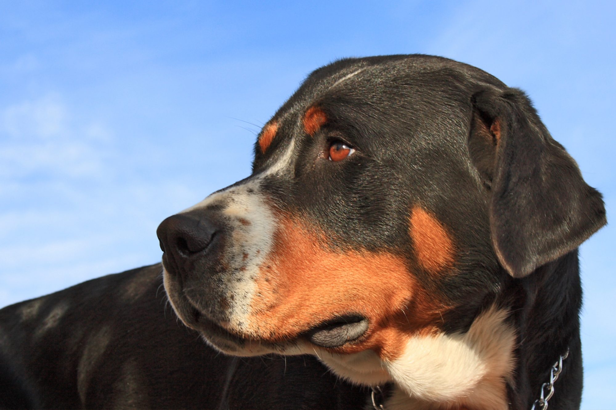 グレート・スイス・マウンテン・ドッグ - great-swiss-mountain-dog