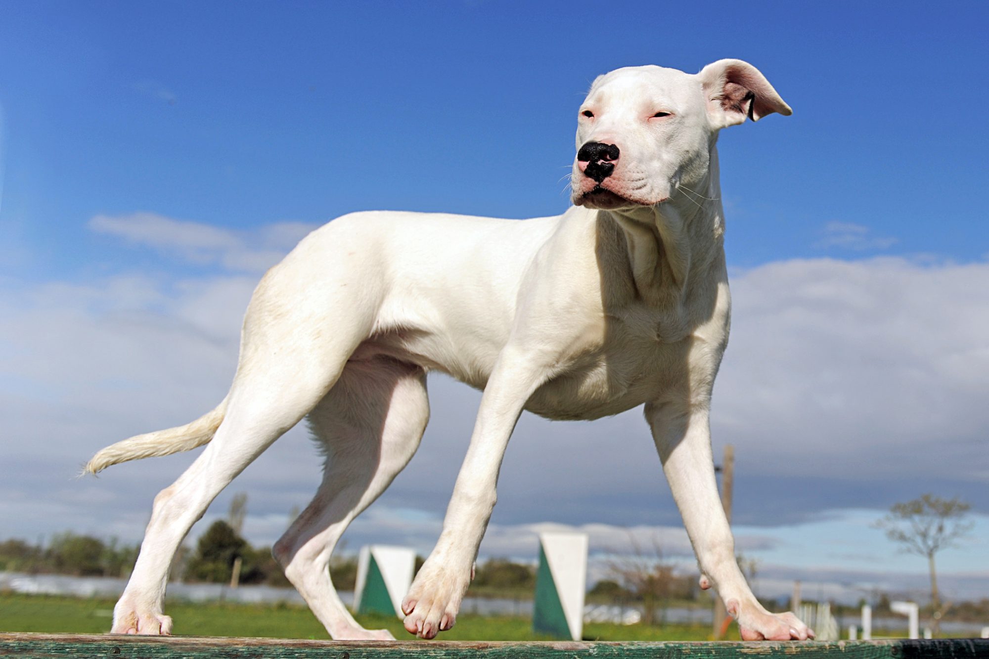 ドゴ・アルヘンティーノ - dogo-argentino