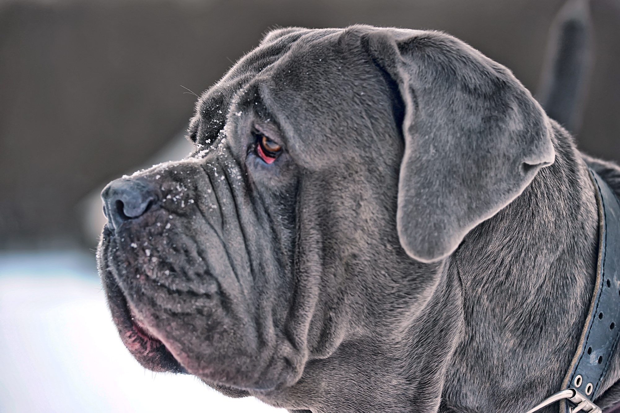 ナポリタン・マスティフ - neapolitan-mastiff