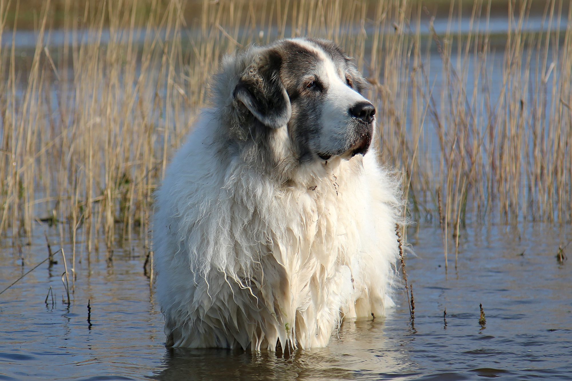 ピレニアン・マスティフ - pyrenean-mastiff