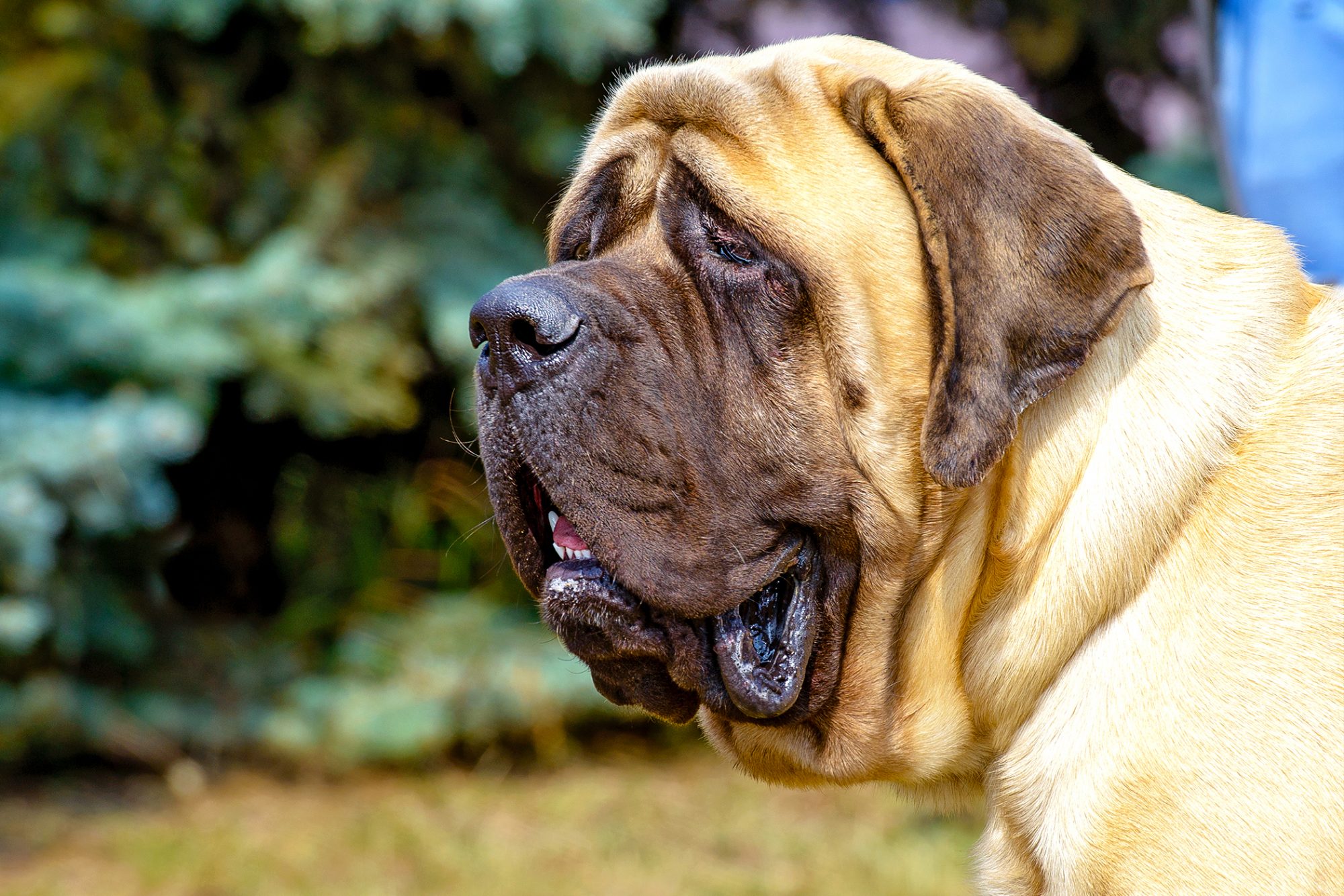 マスティフ - mastiff