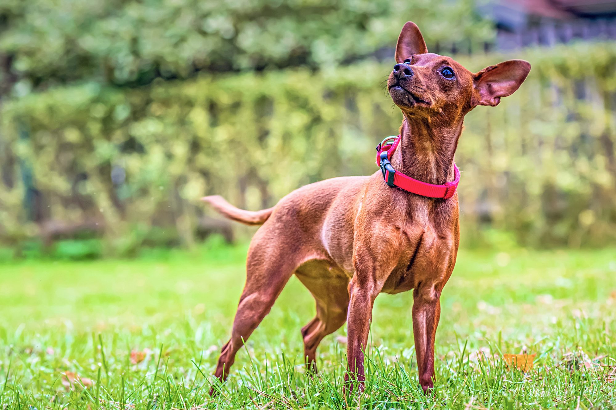 ミニチュア・ピンシャー - miniature-pinscher