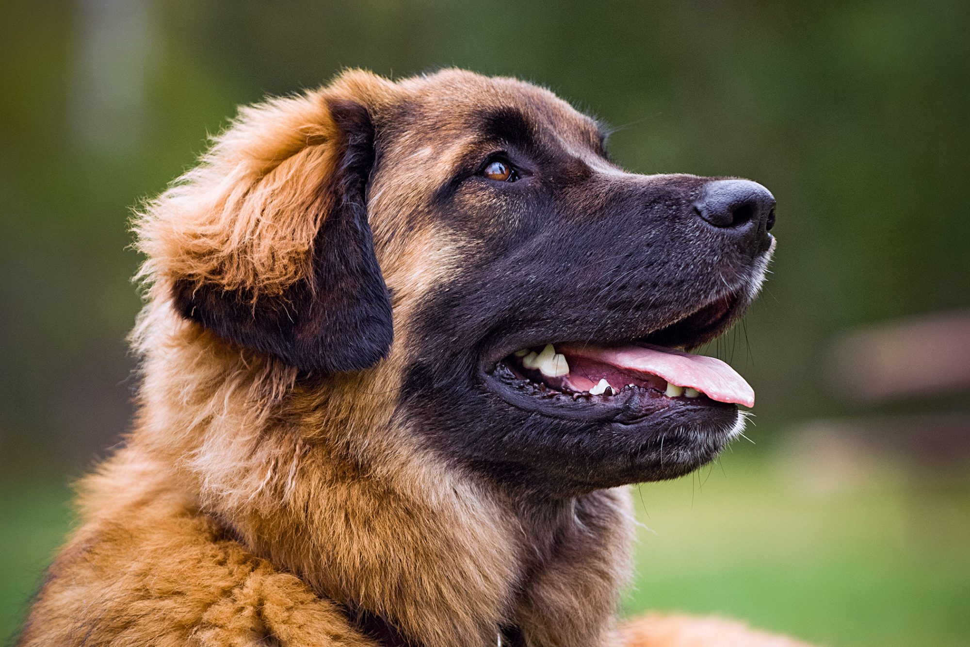 レオンベルガー - leonberger