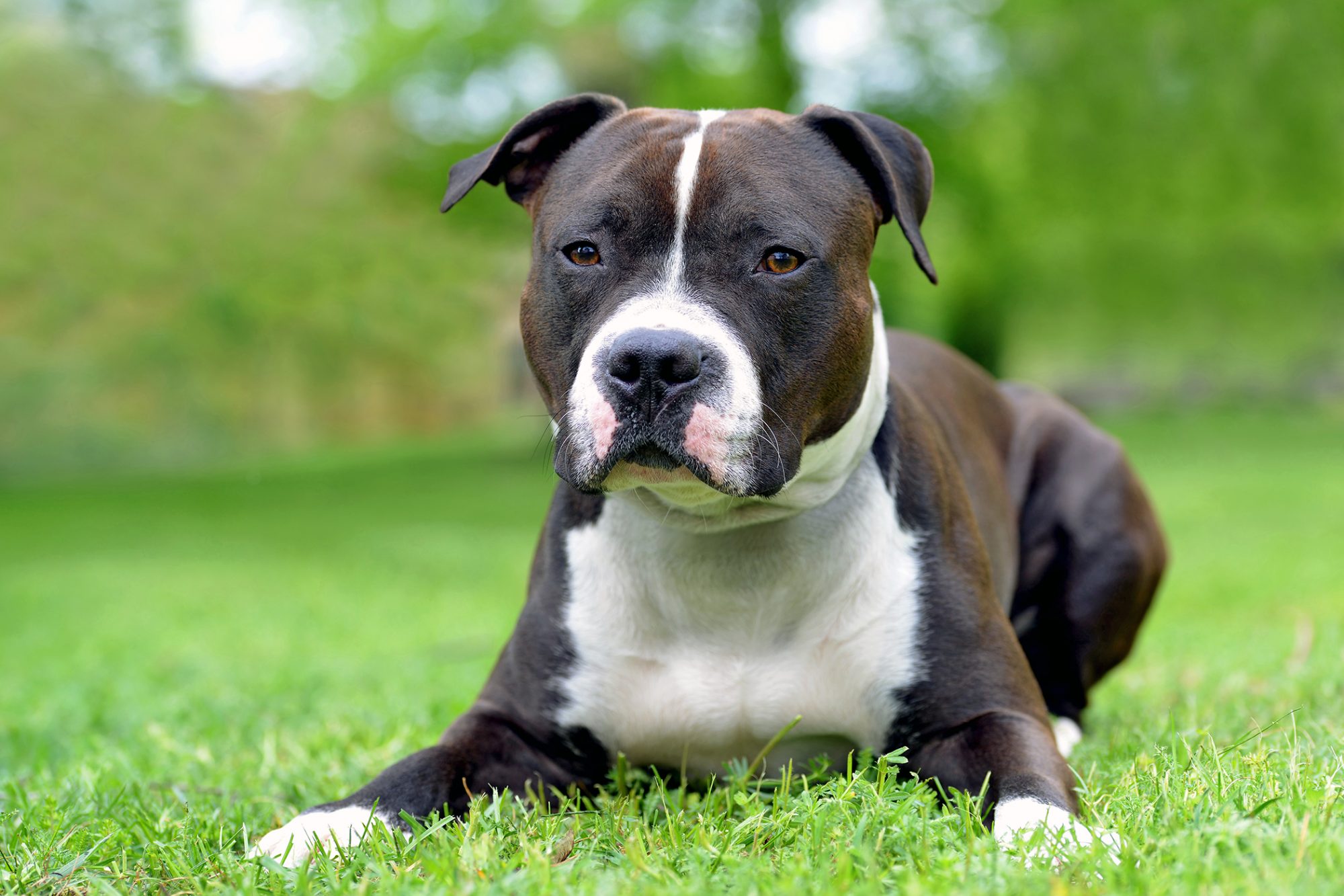 アメリカン・スタッフォードシャー・テリア - american-staffordshire-terrier