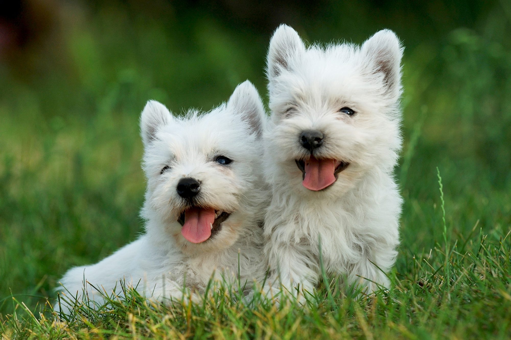 ウエスト・ハイランド・ホワイト・テリア - west-highland-white-terrier