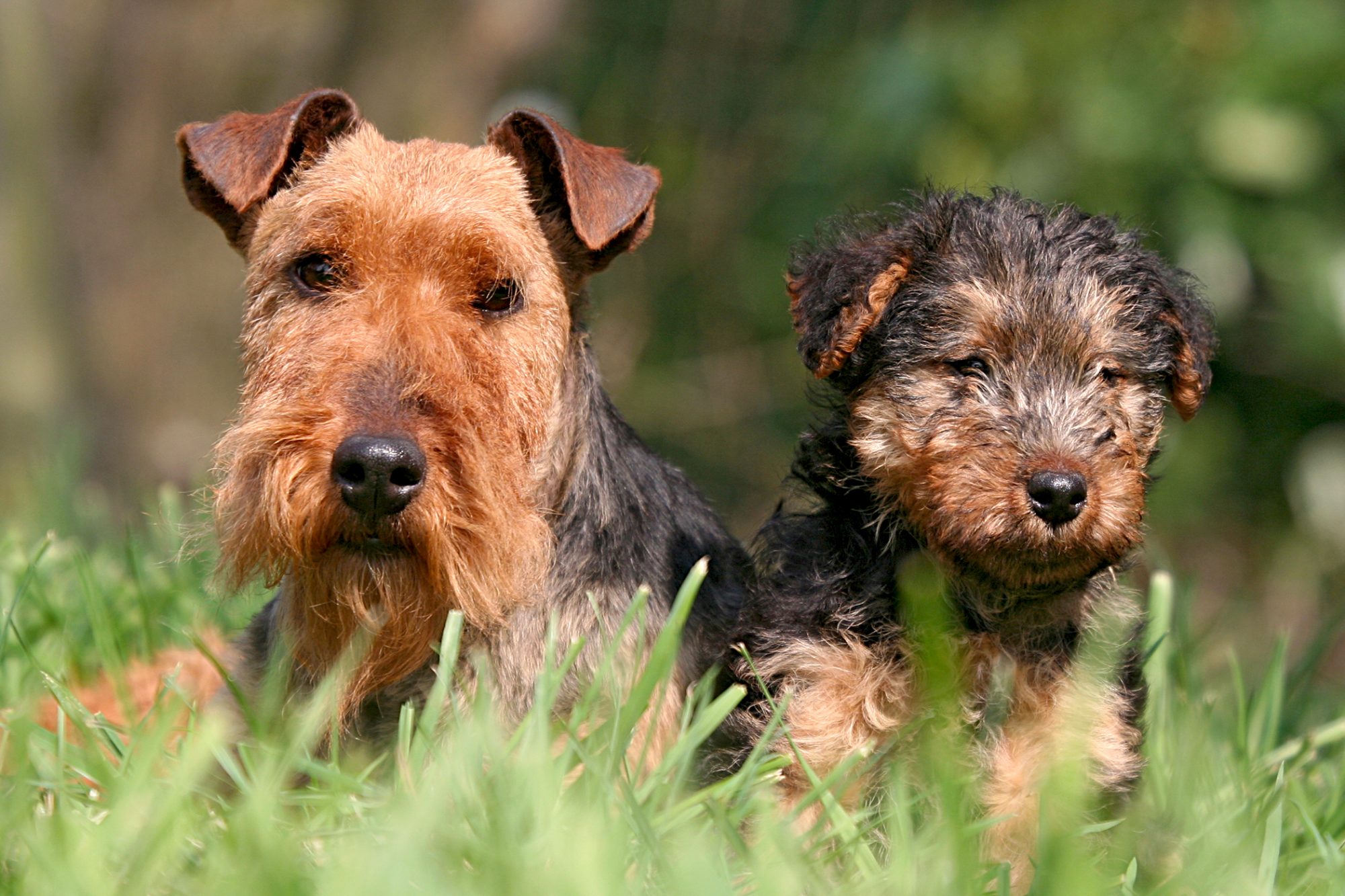 ウェルシュ・テリア - welsh-terrier