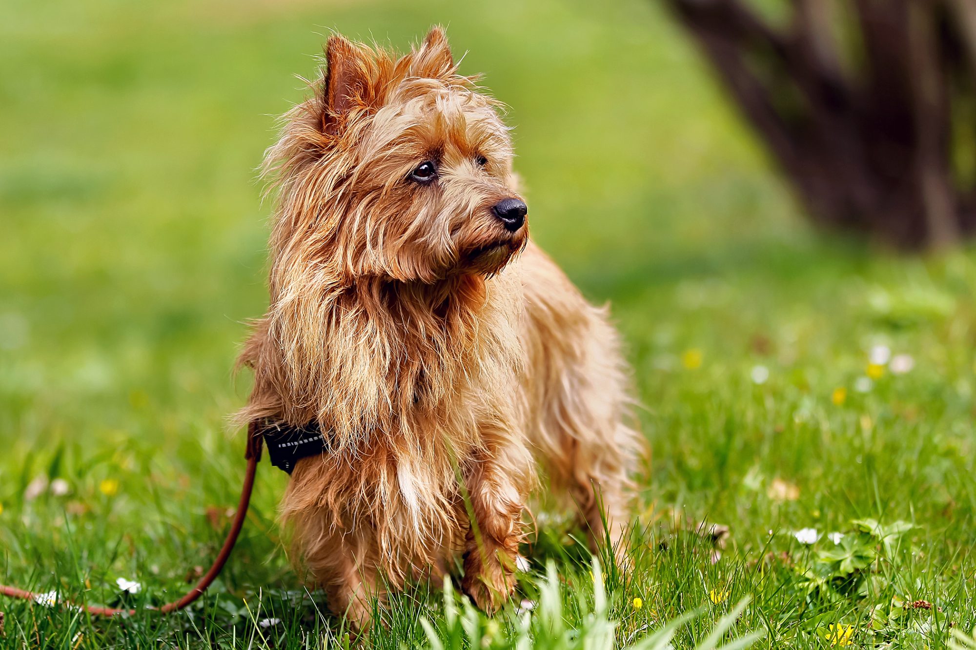 オーストラリアン・テリア - australian-terrier