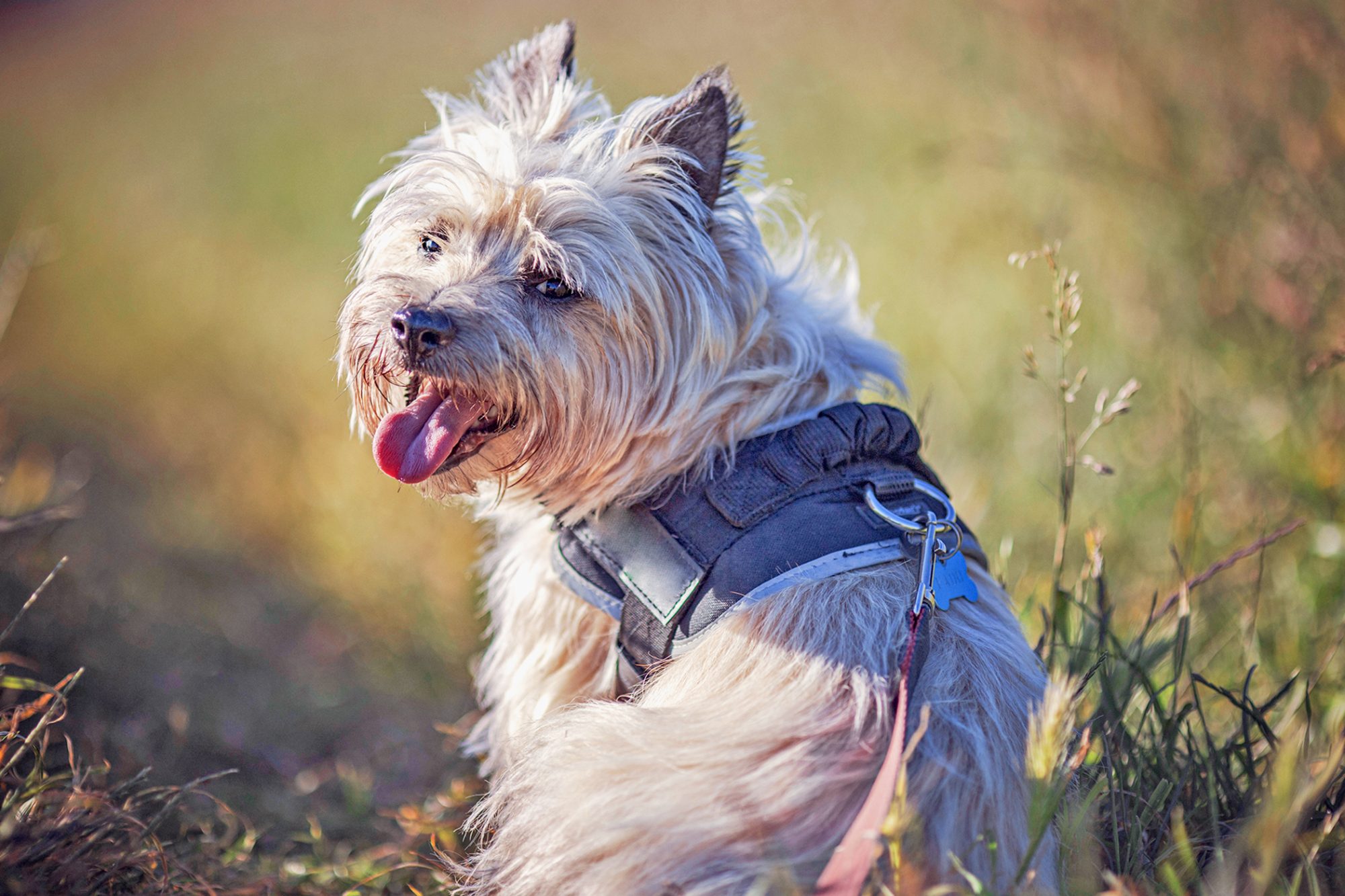 ケアーン・テリア - cairn-terrier
