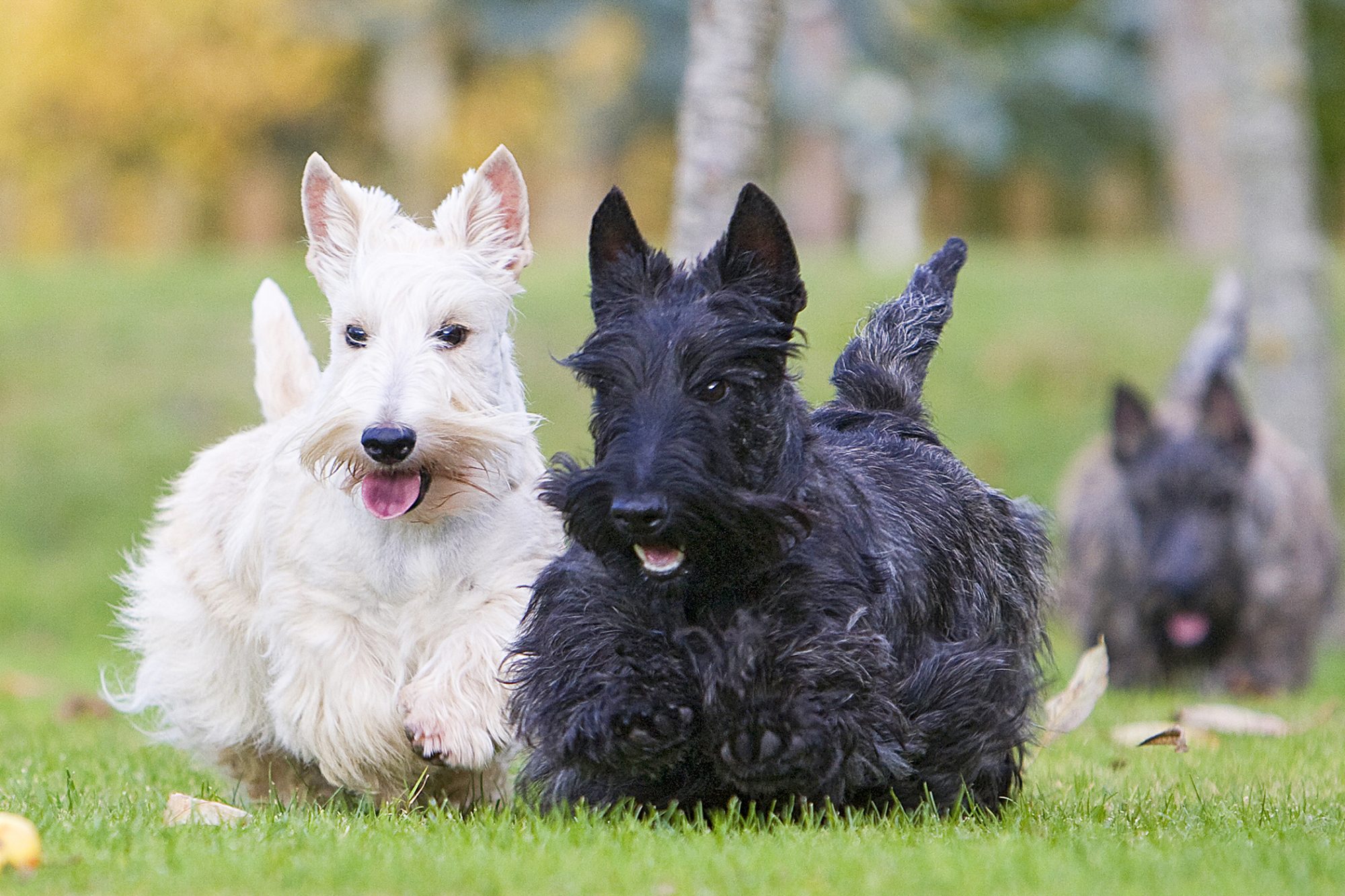 スコティッシュ・テリア - scottish-terrier