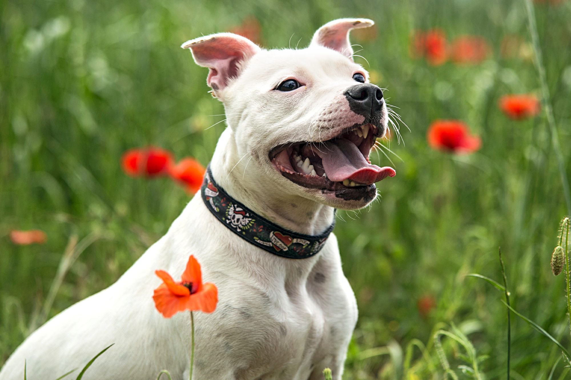 スタッフォードシャー・ブル・テリア - staffordshire-bull-terrier