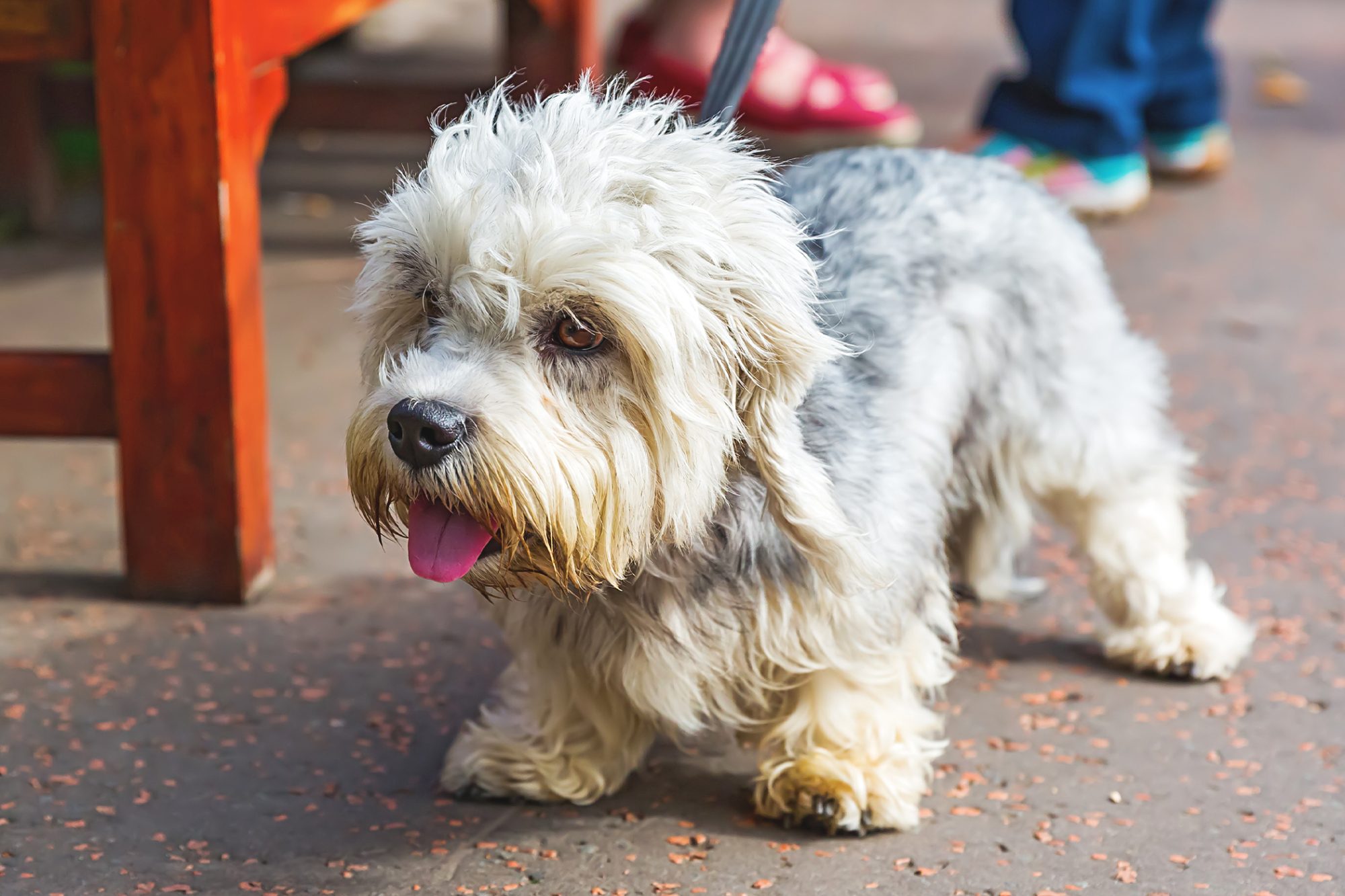 ダンディ・ディンモント・テリア - dandie-dinmont-terrier
