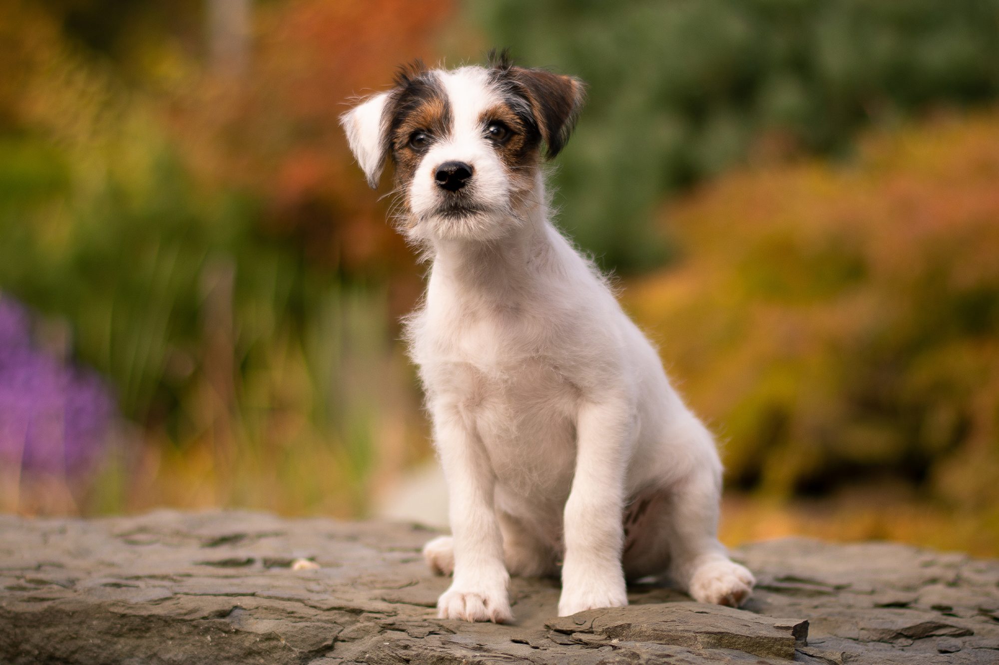 パーソン・ラッセル・テリア - parson-russell-terrier