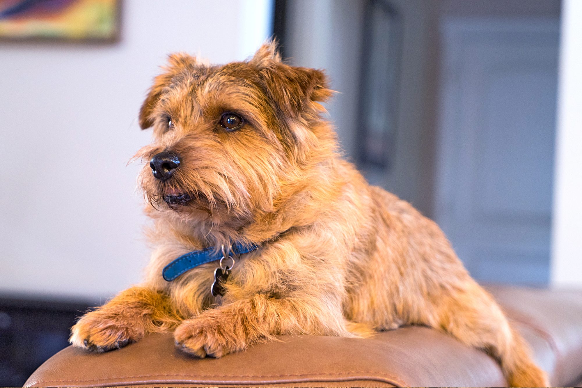 ノーフォーク・テリア - norfolk-terrier