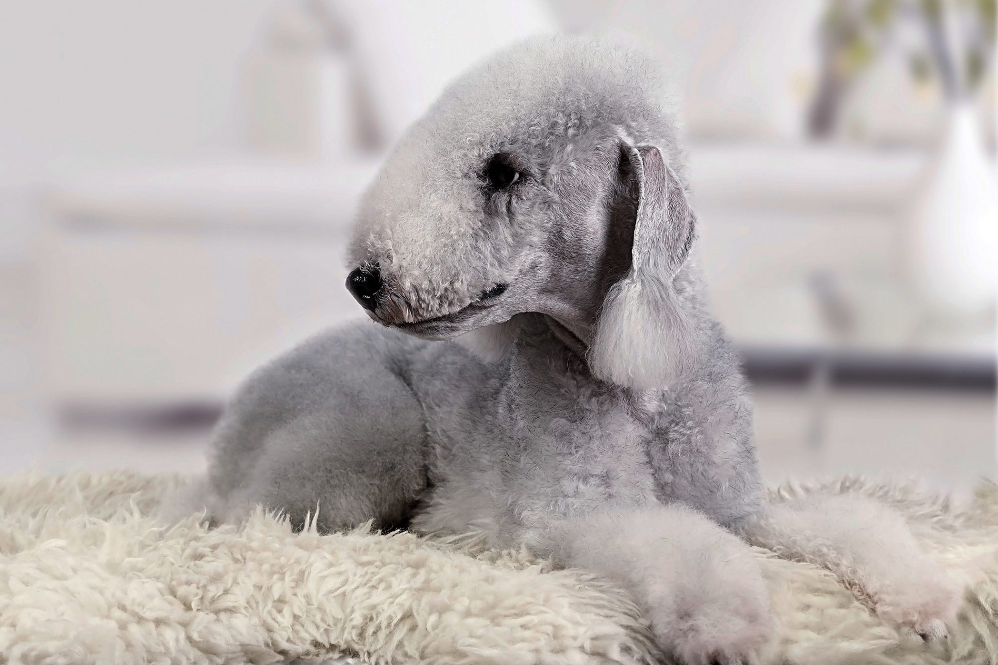 ベドリントン・テリア - bedlington-terrier