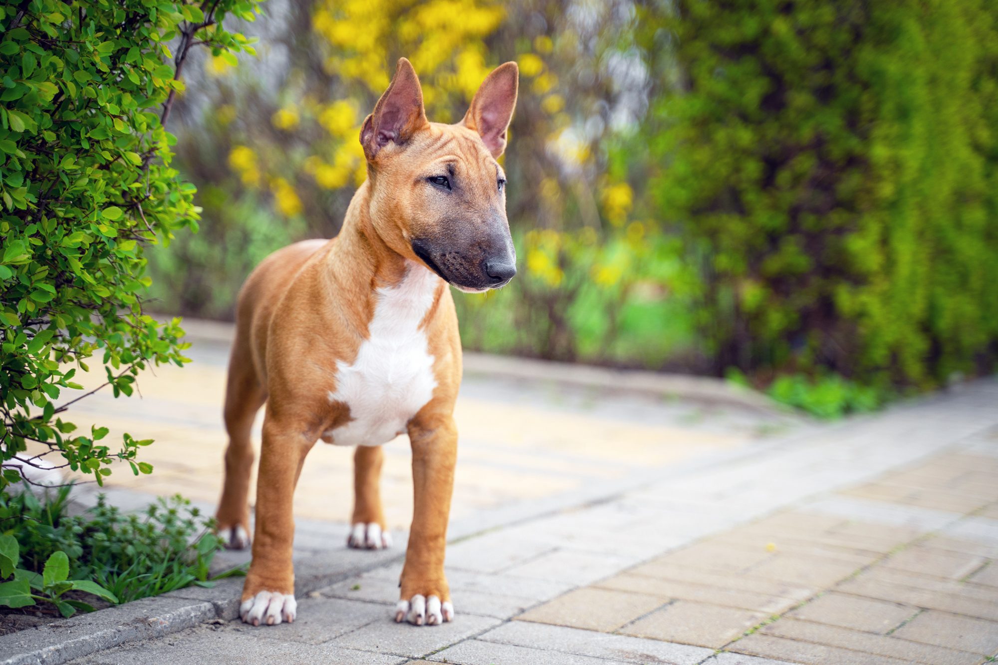 ミニチュア・ブル・テリア - miniature-bull-terrier
