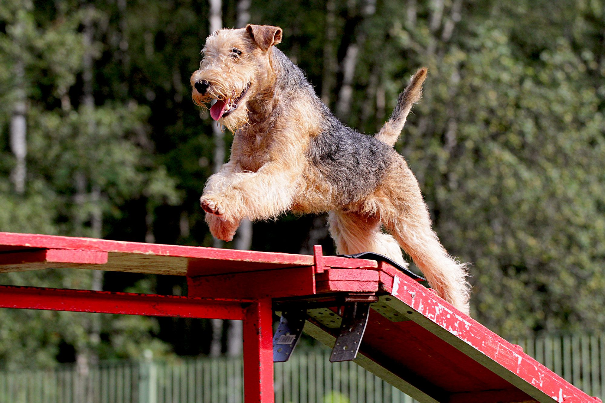 レークランド・テリア - lakeland-terrier
