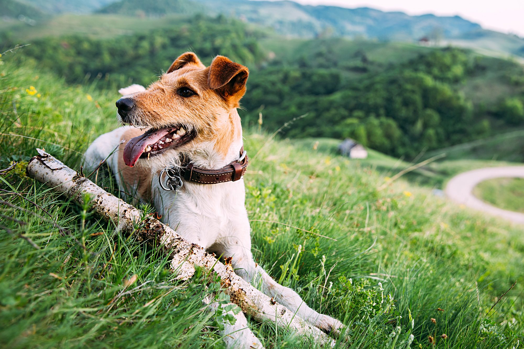 ワイアー・フォックス・テリア - wire-fox-terrier