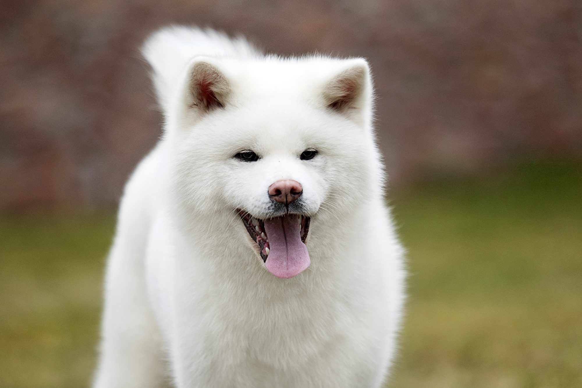秋田犬 - Akita