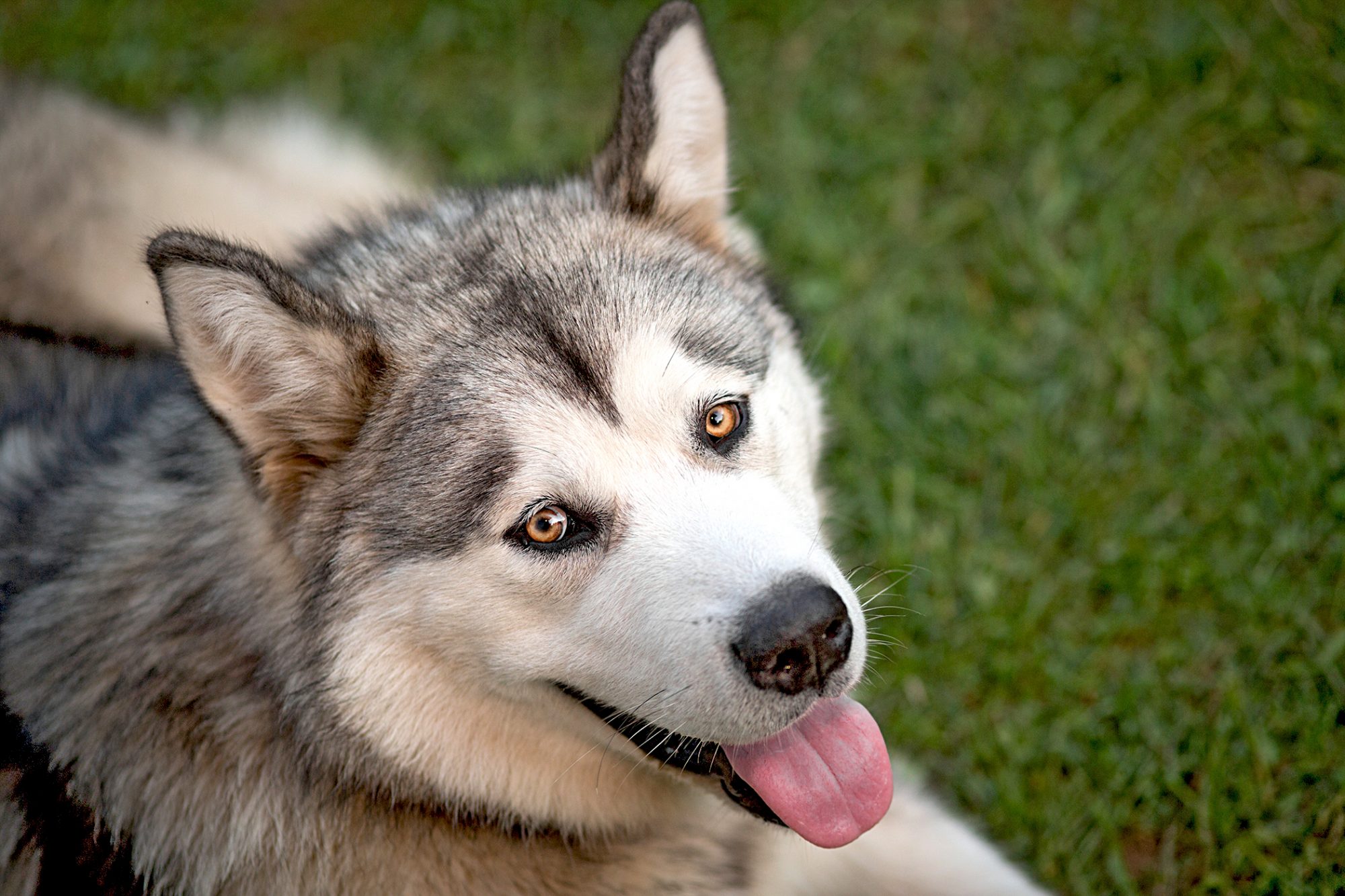 アラスカン・マラミュート - Alaskan-Malamute