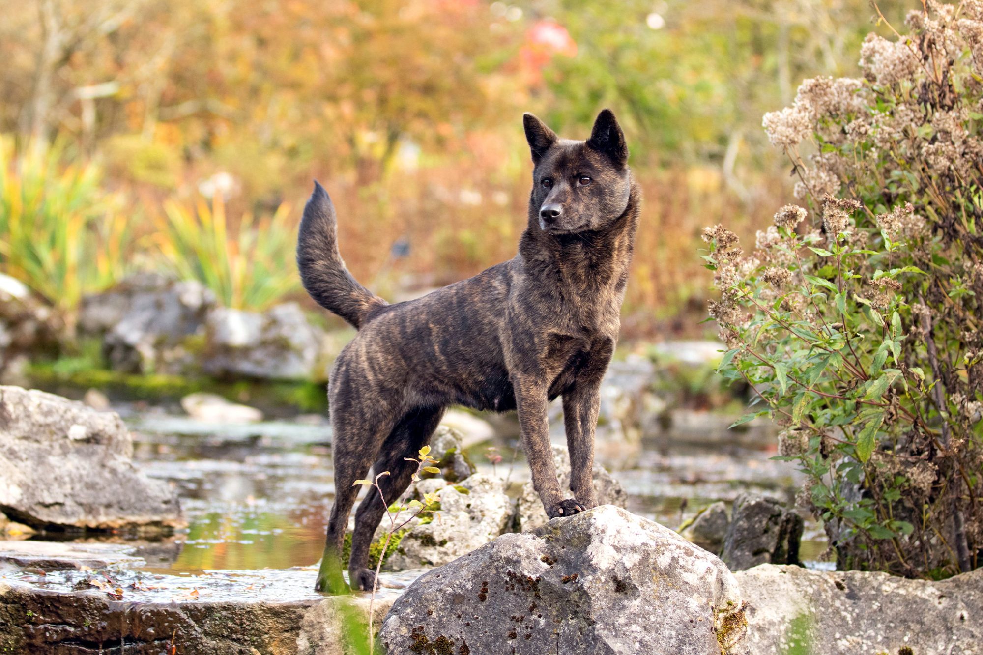 甲斐犬 - kai