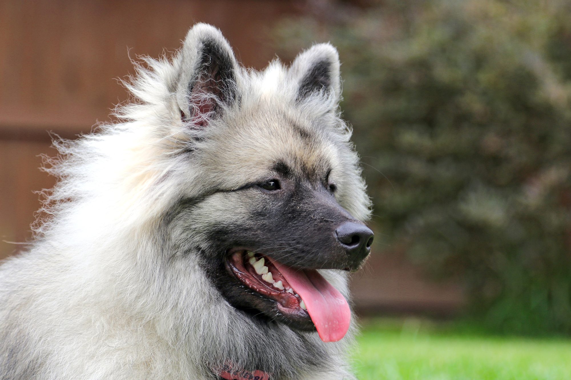 キースホンド - keeshond