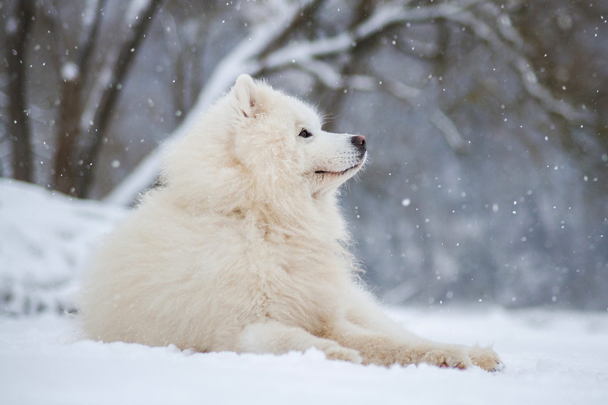 サモエド - Samoyed