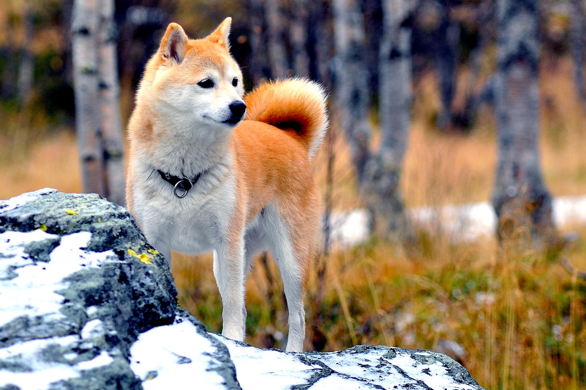 柴犬 - Shiba