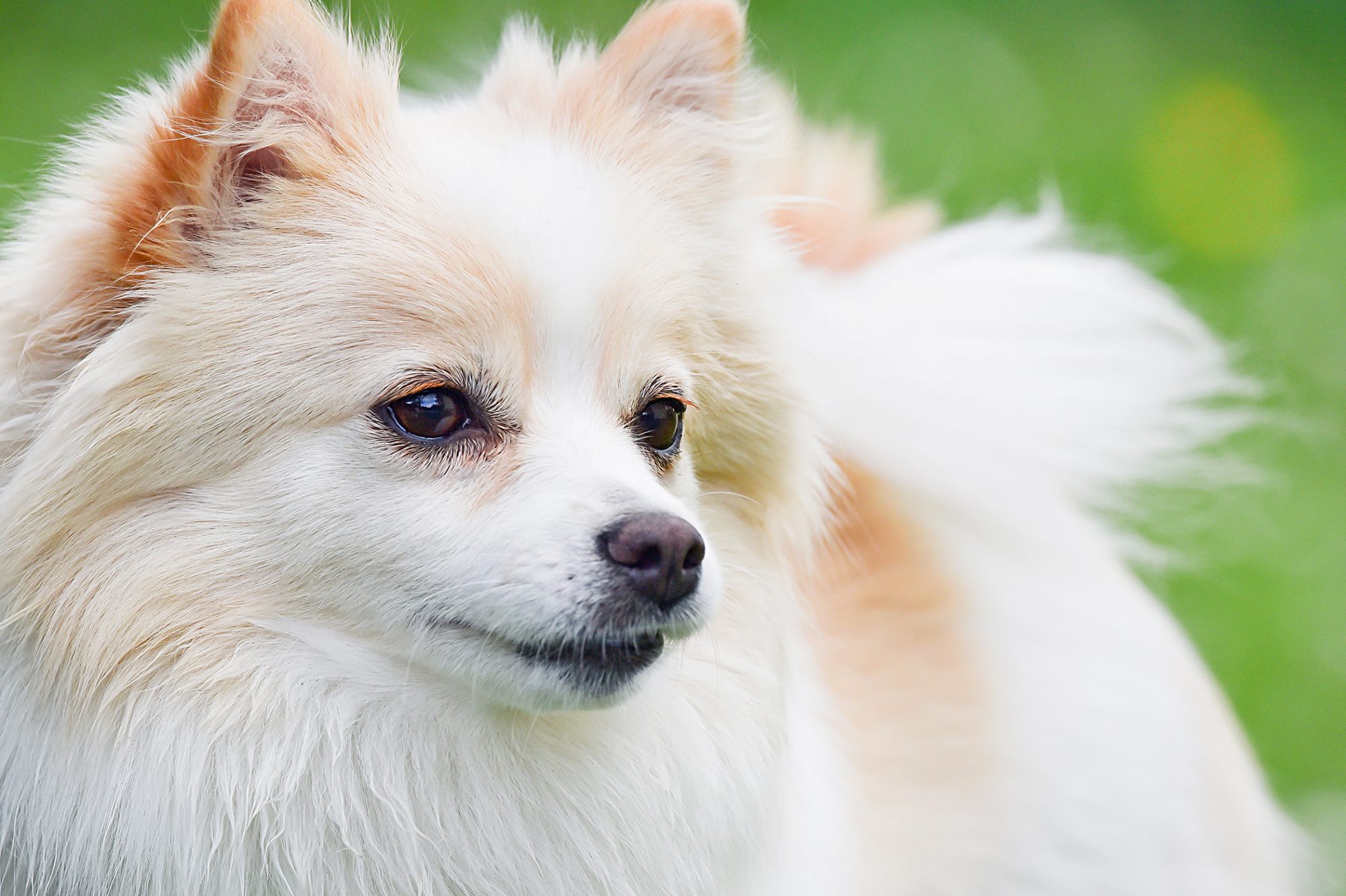 ジャーマン・スピッツ - German-Spitz