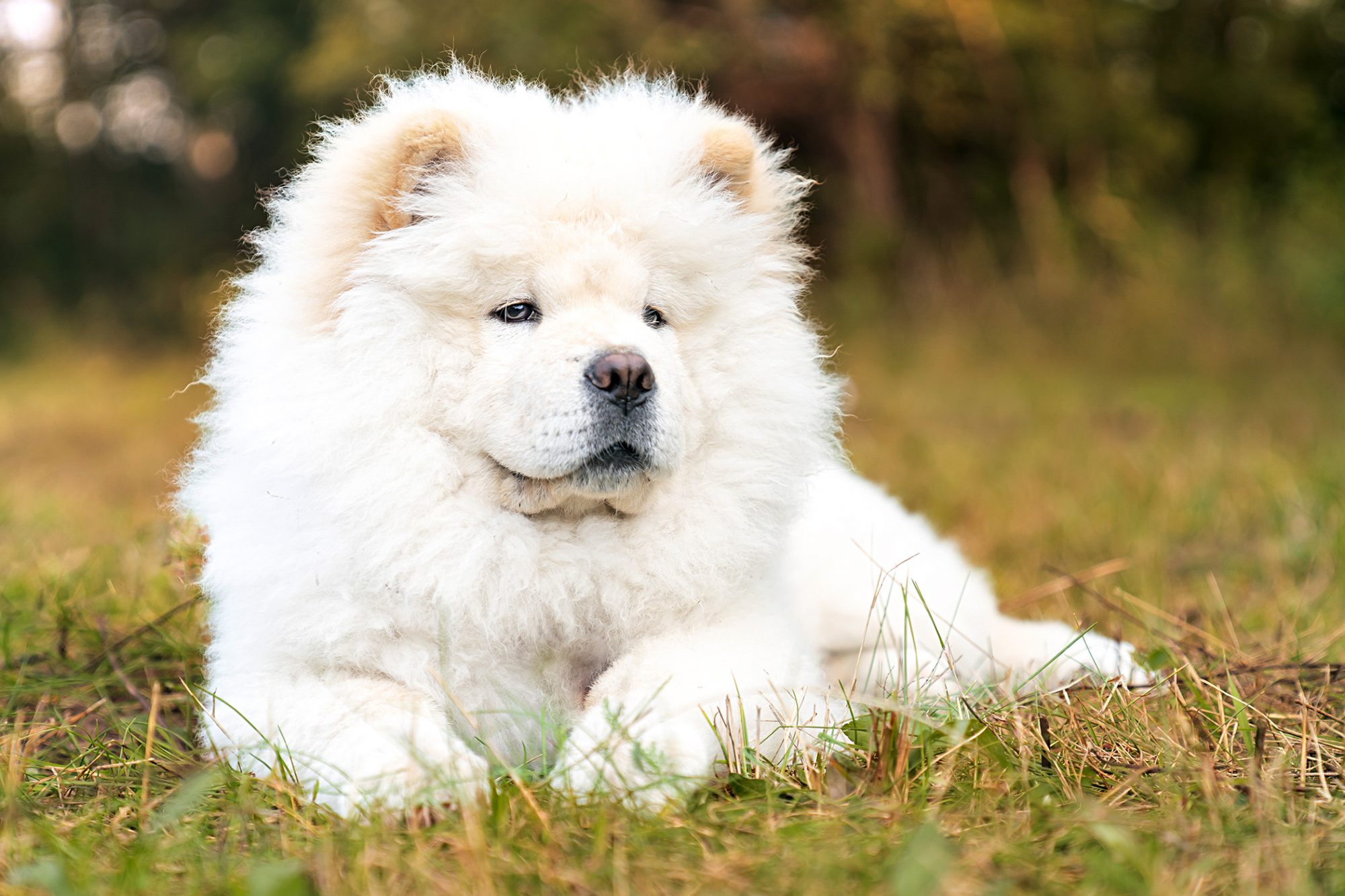 チャウ・チャウ - Chow-Chow