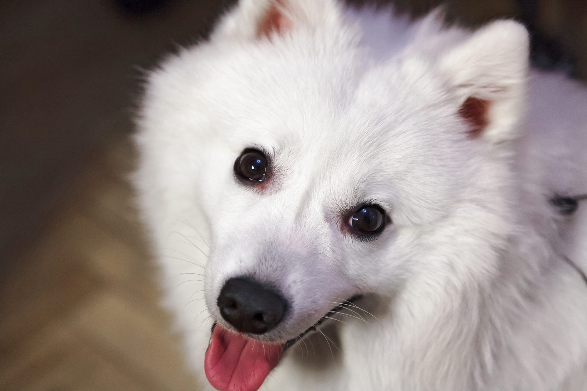 日本スピッツ - Japanese-Spitz