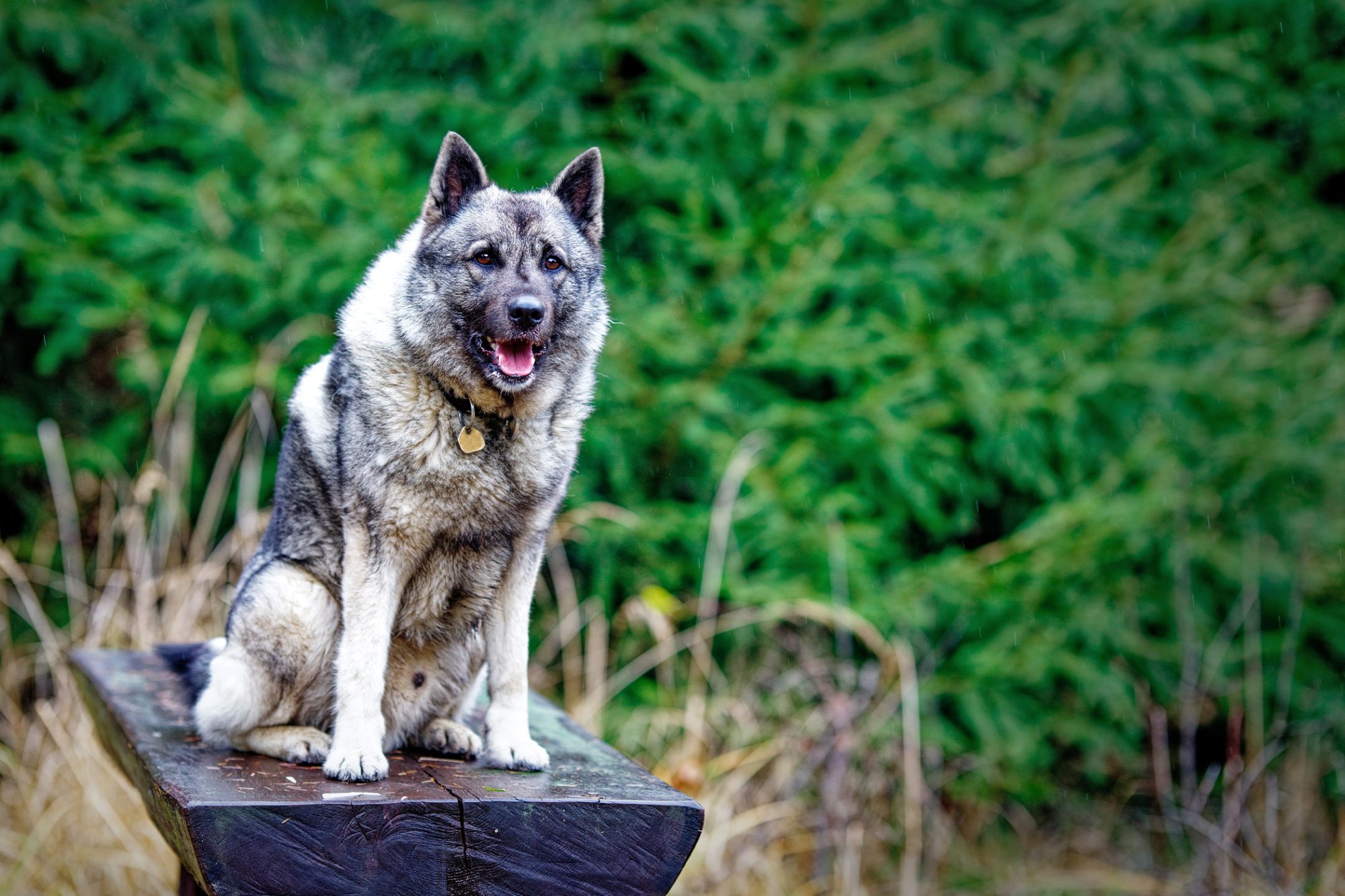 ノルウェジアン・エルクハウンド・グレー - Norwegian-Elkhound-Grey