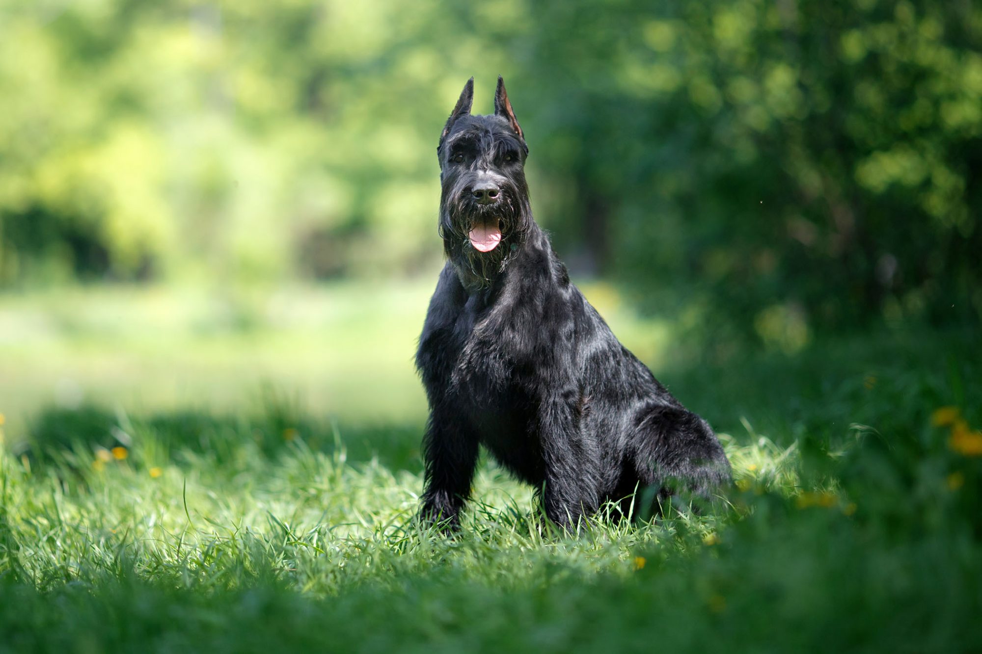 ジャイアント・シュナウザー - giant-schnauzer