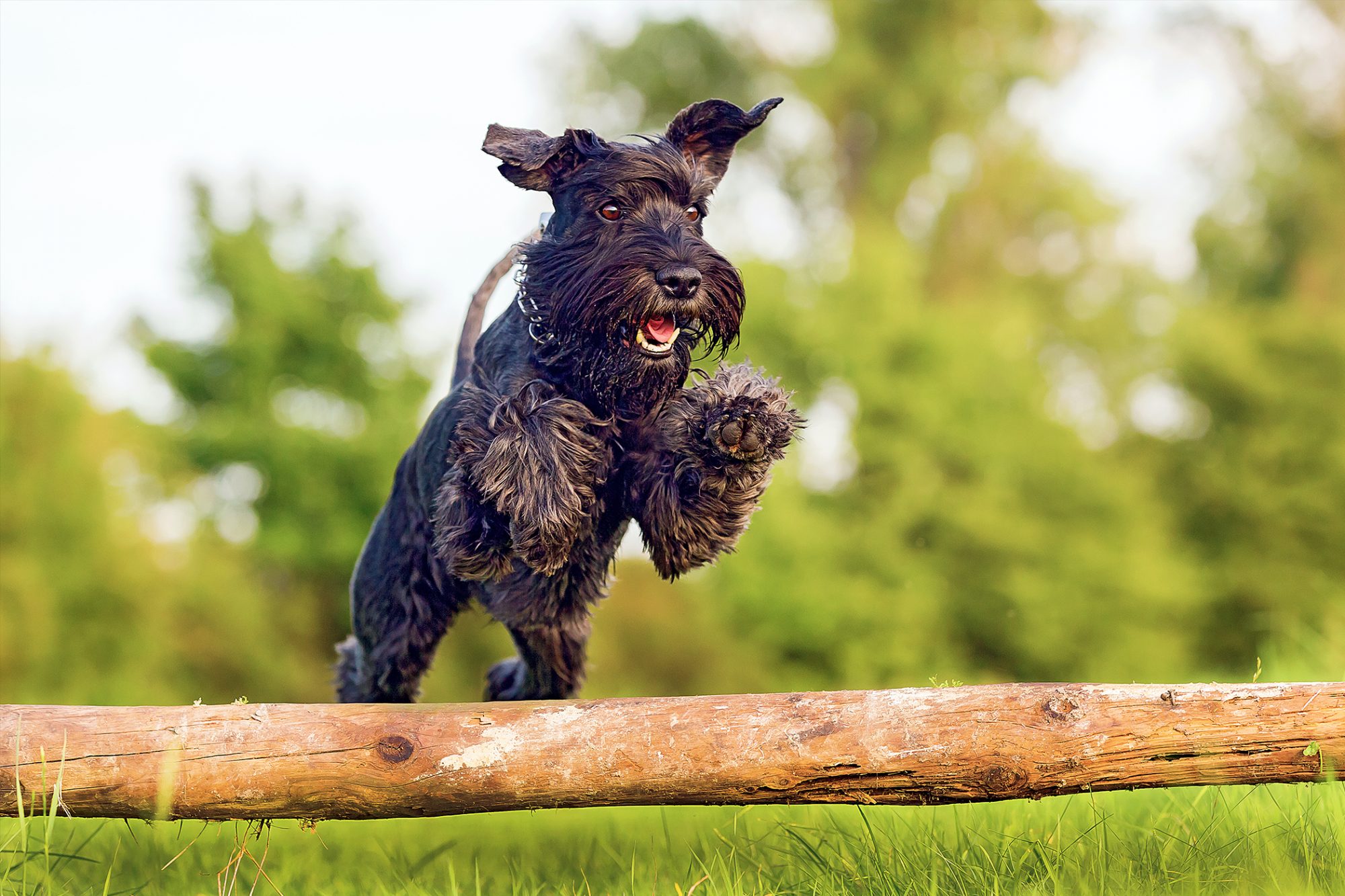 スタンダード・シュナウザー - standard-schnauzer