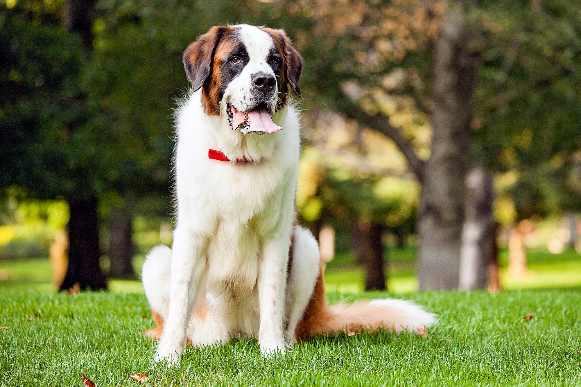 セント・バーナード - st-bernard