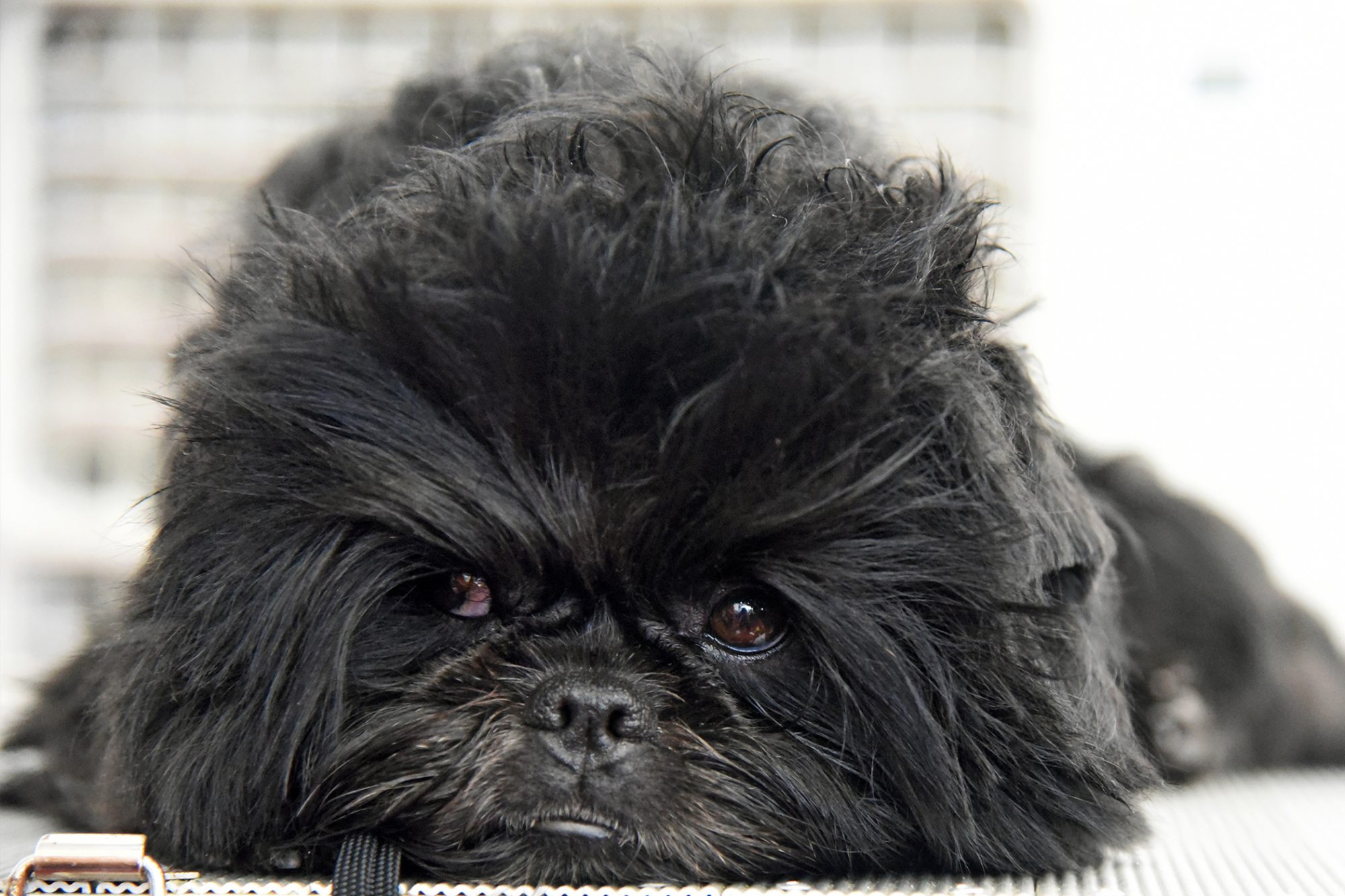 アーフェンピンシャー - affenpinscher