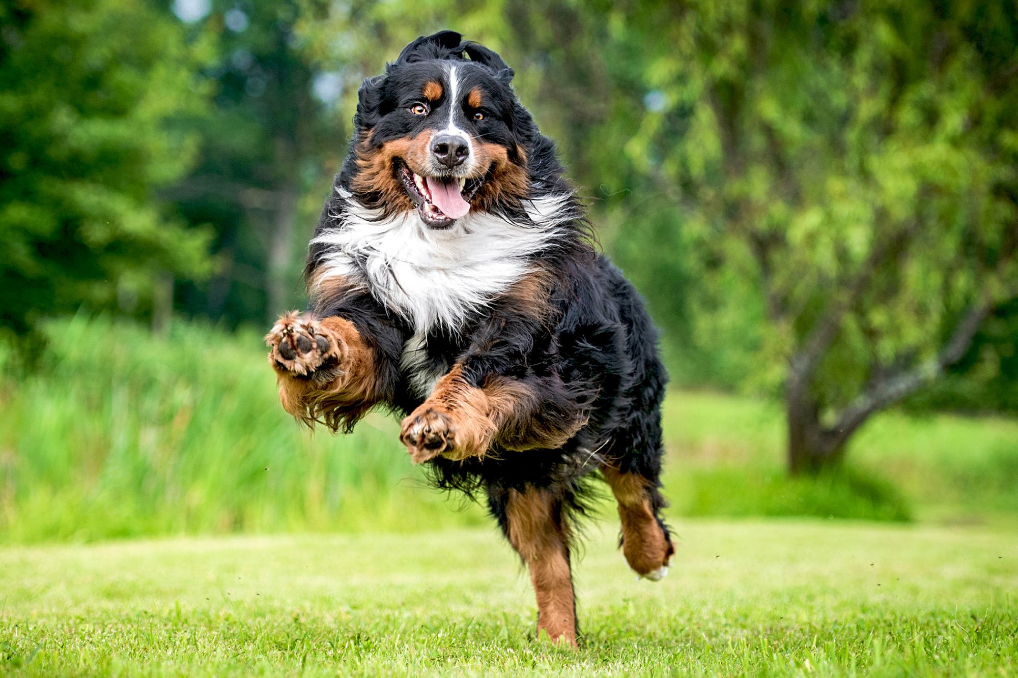 バーニーズ・マウンテン・ドッグ - bernese-mountain-dog