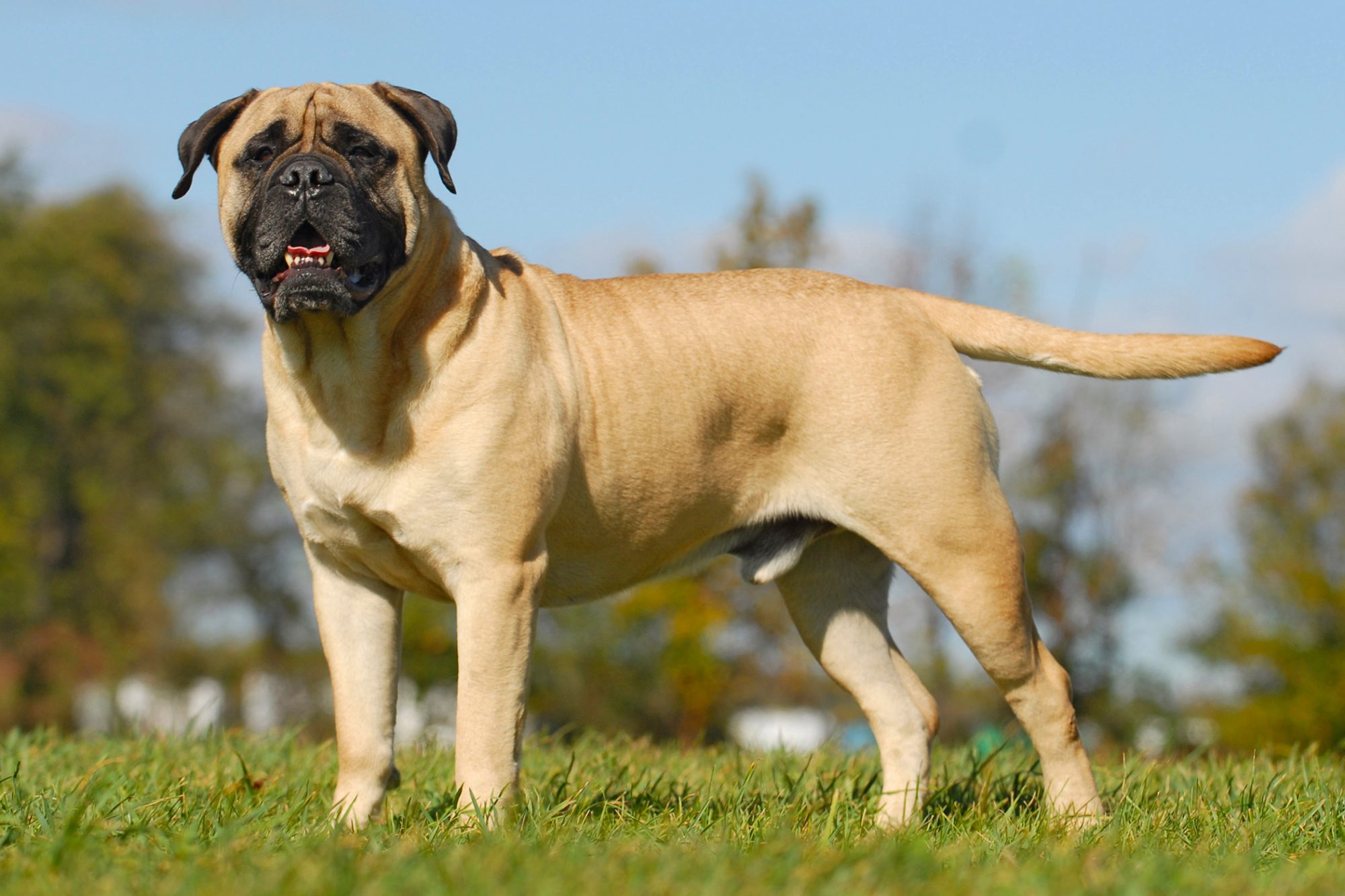 マスティフ - mastiff