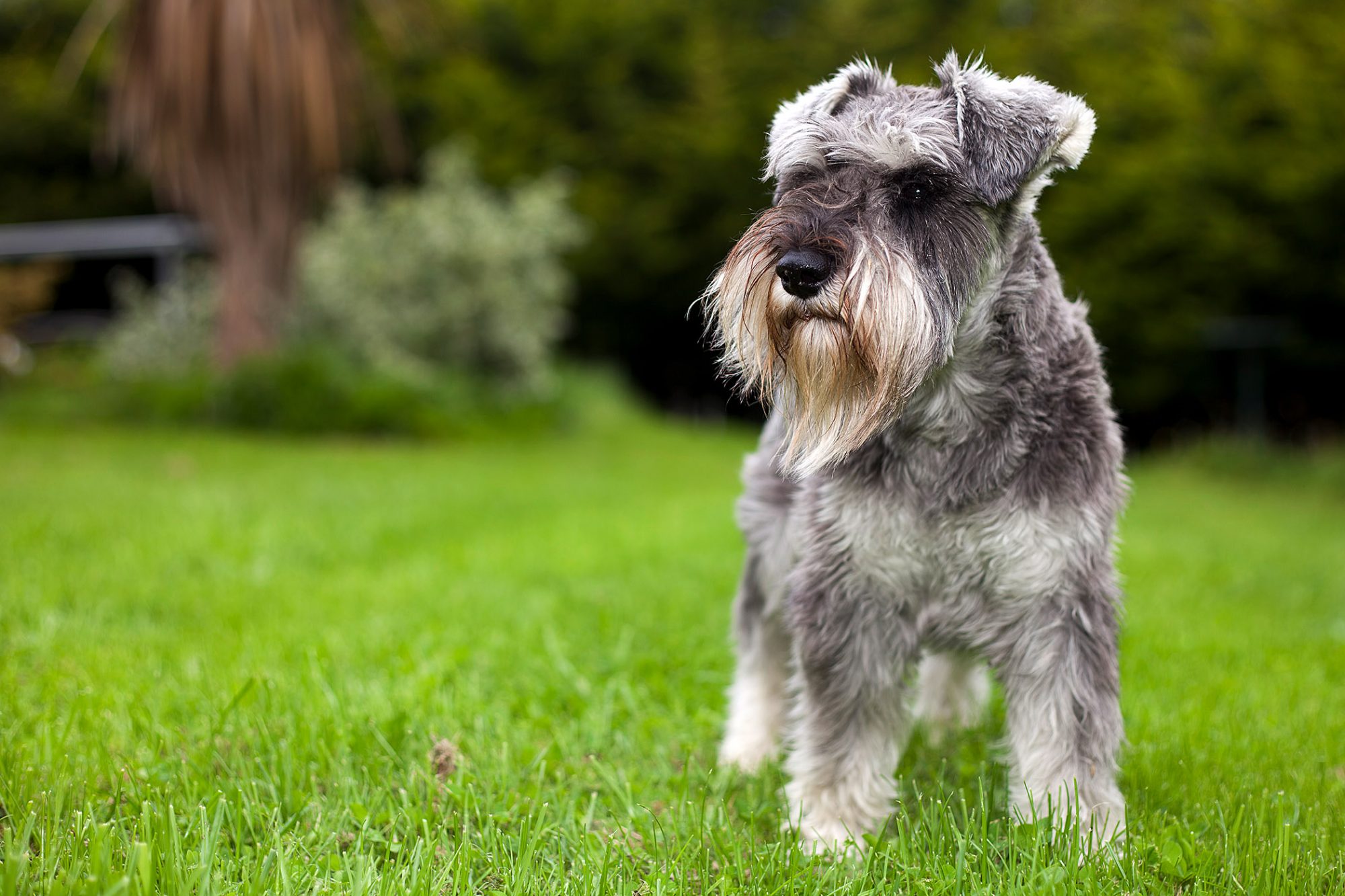 ミニチュア・シュナウザー - miniature-schnauzer