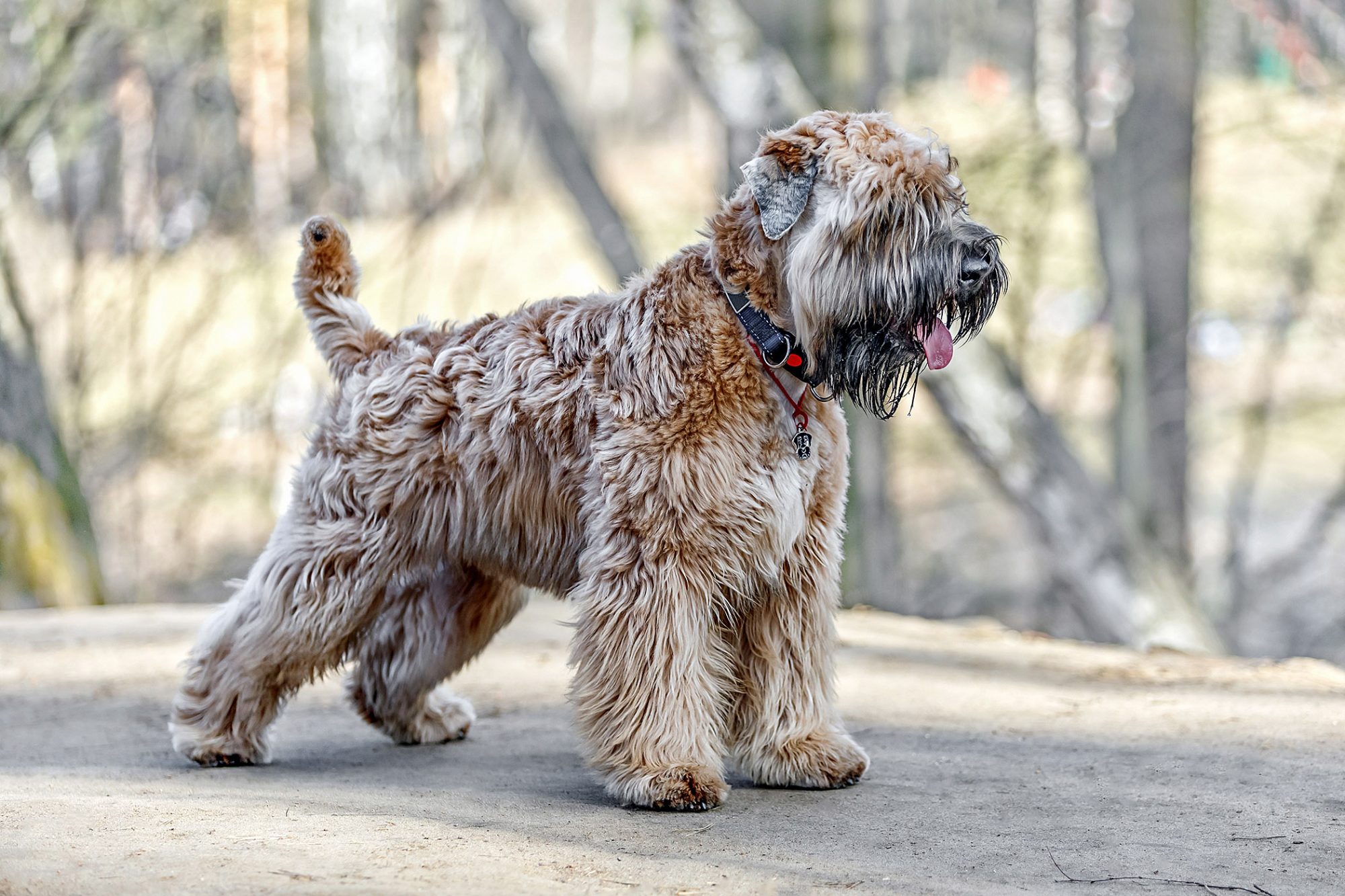 アイリッシュ・ソフトコーテッド・ウィートン・テリア - irish-softcoated-wheaten-terrier