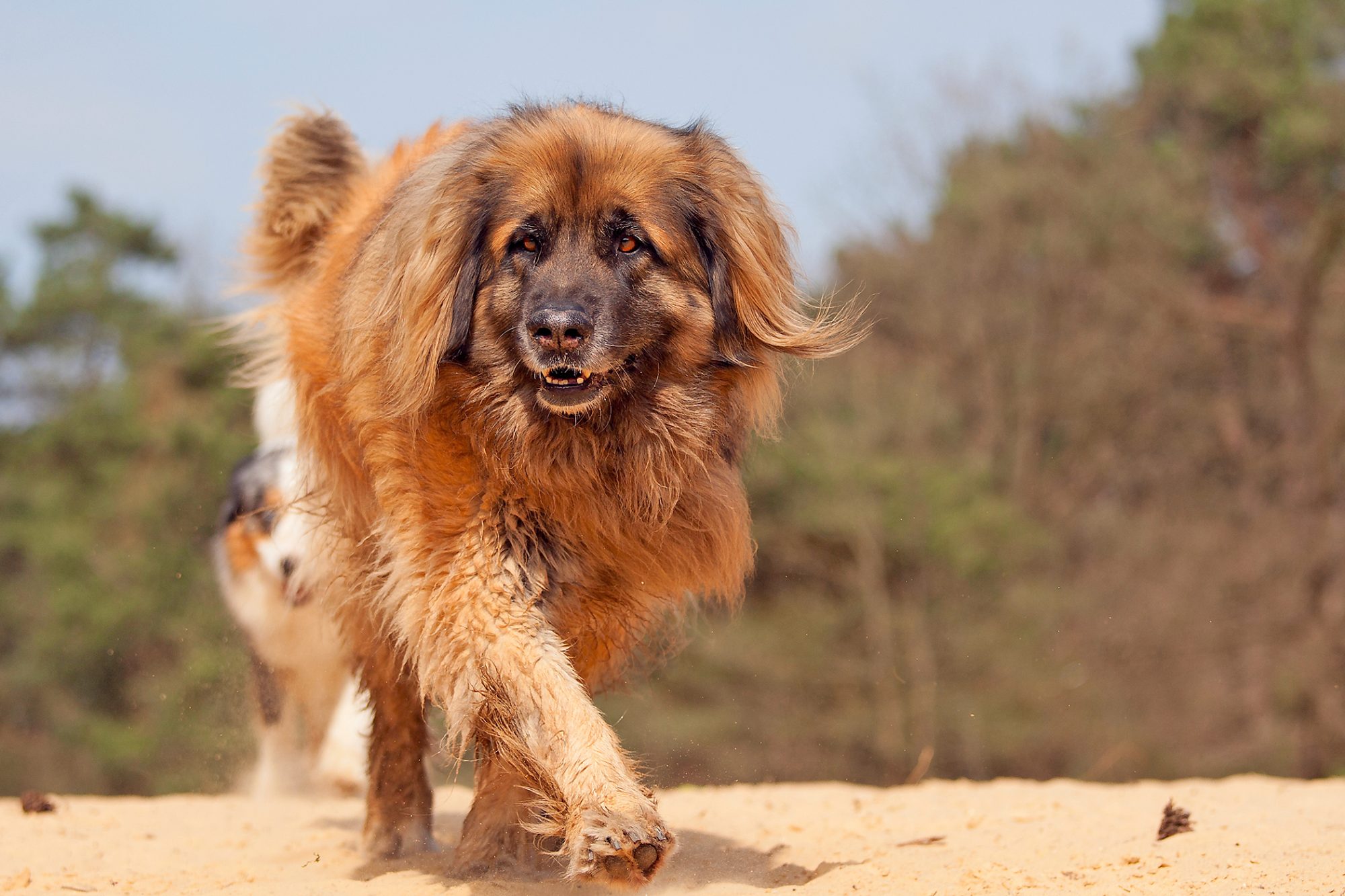 レオンベルガー - leonberger