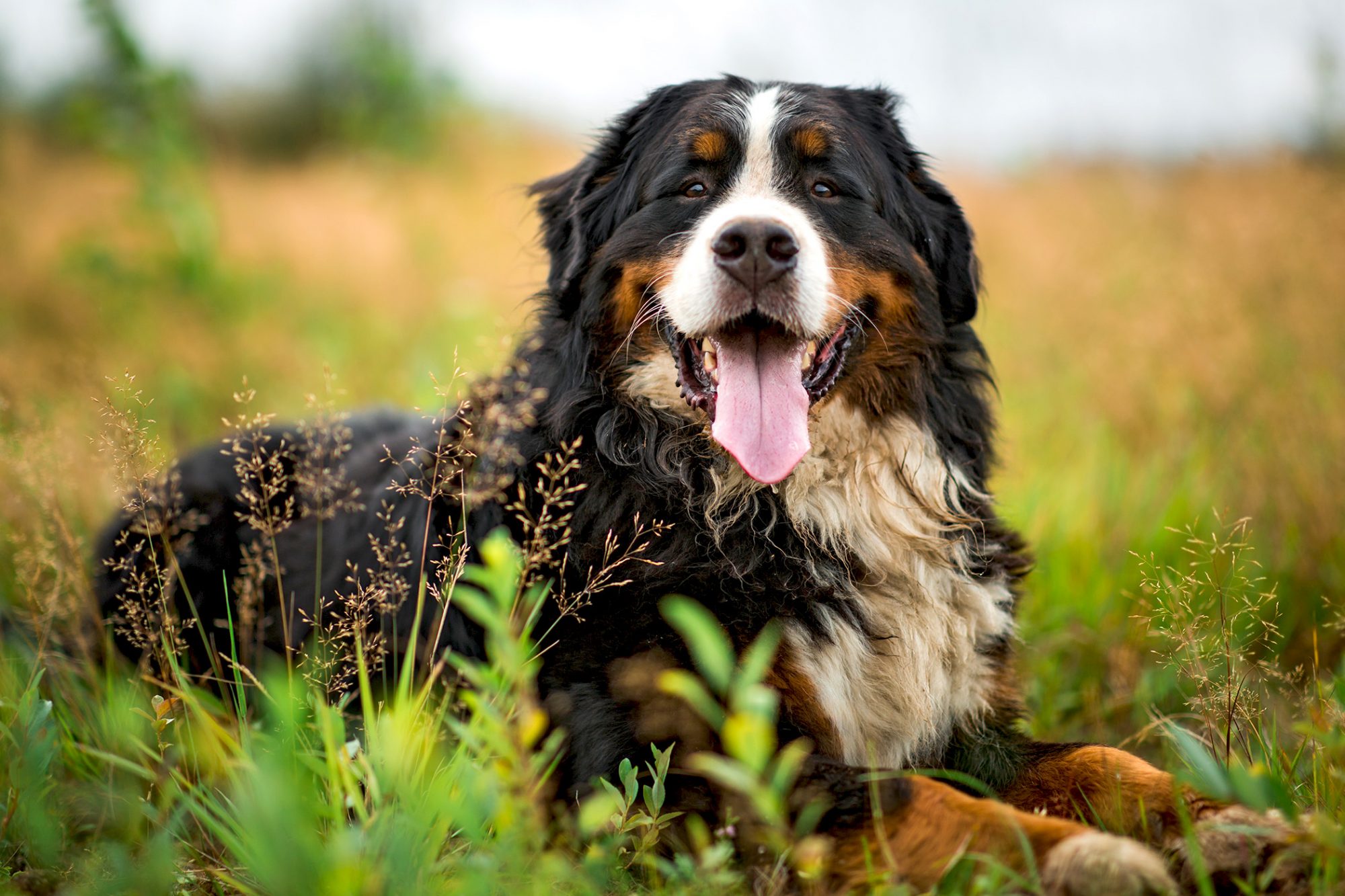 バーニーズ・マウンテン・ドッグ - bernese-mountain-dog