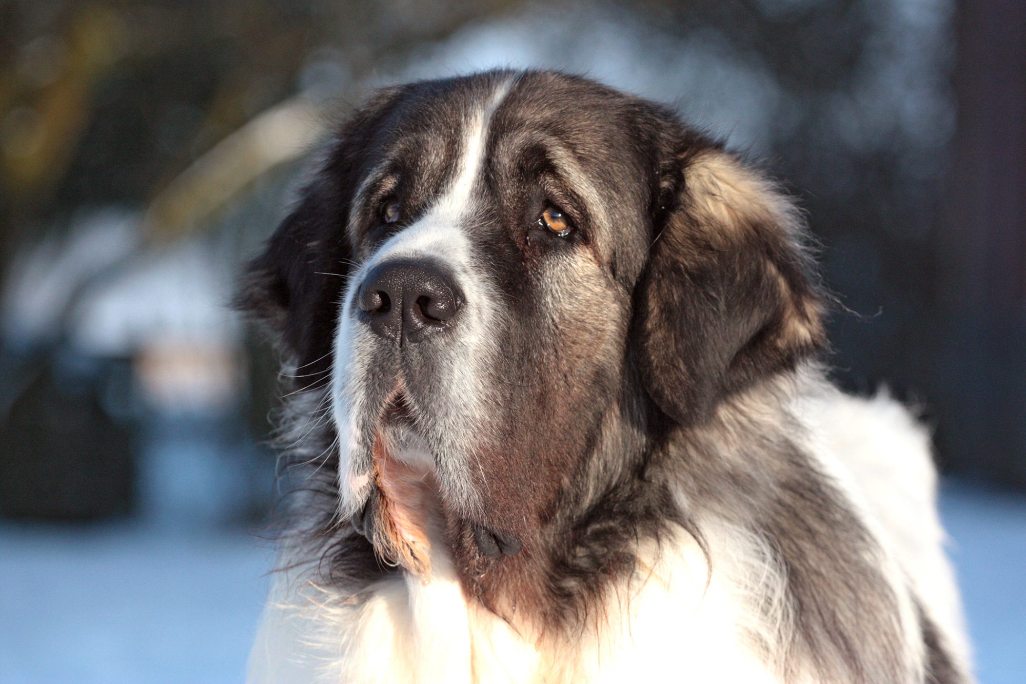 ピレニアン・マスティフ - pyrenean-mastiff