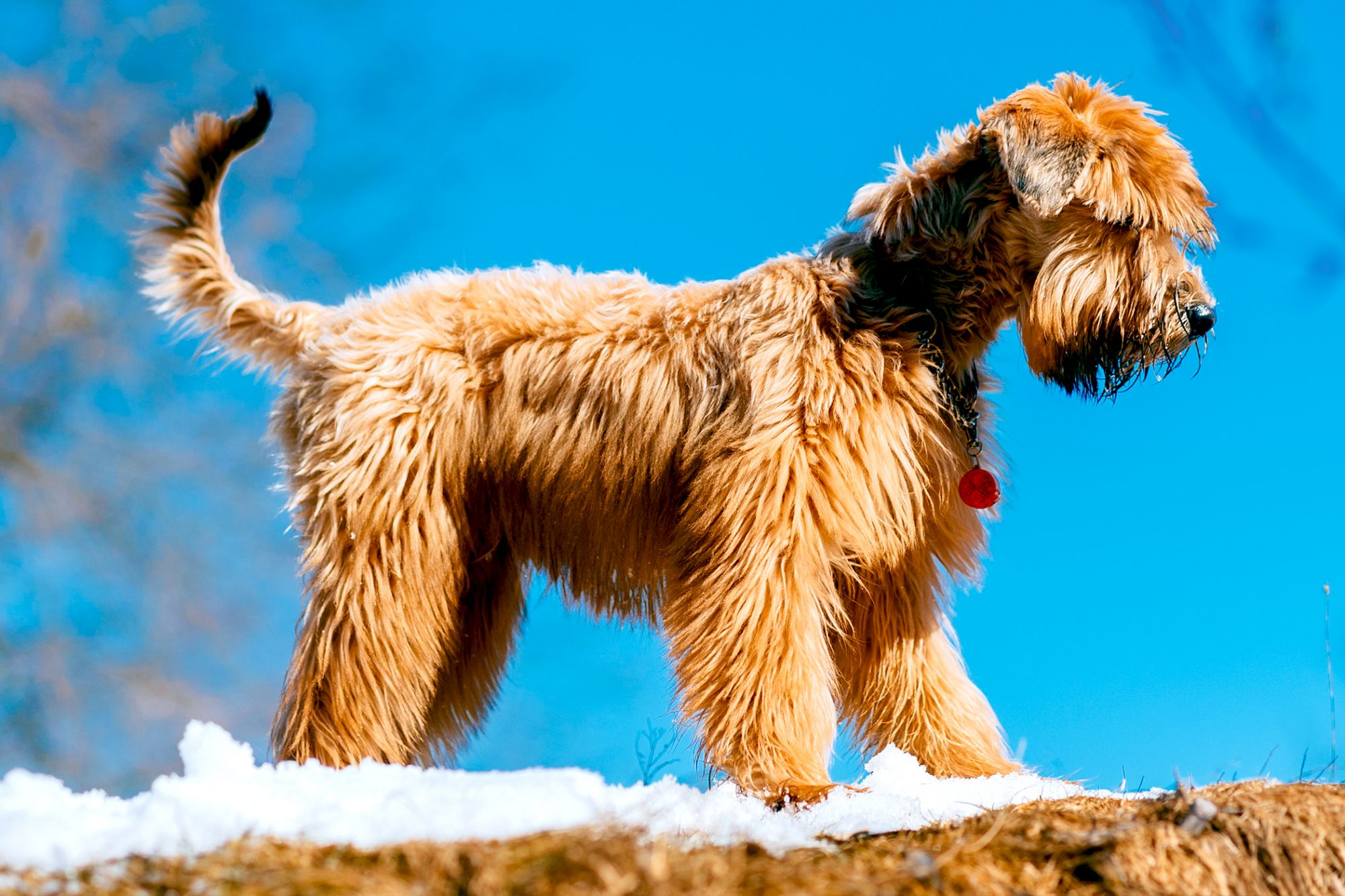 アイリッシュ・ソフトコーテッド・ウィートン・テリア - irish-softcoated-wheaten-terrier