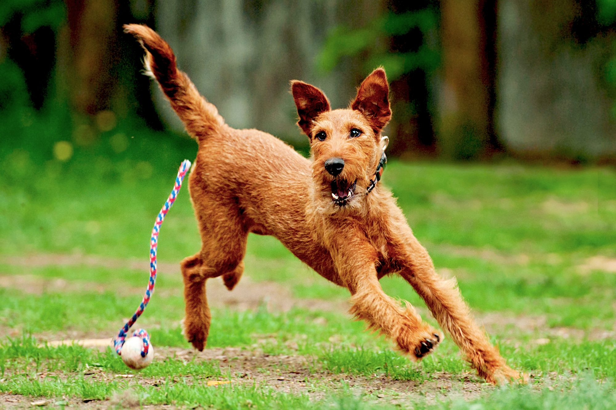 アイリッシュ・テリア - irish-terrier