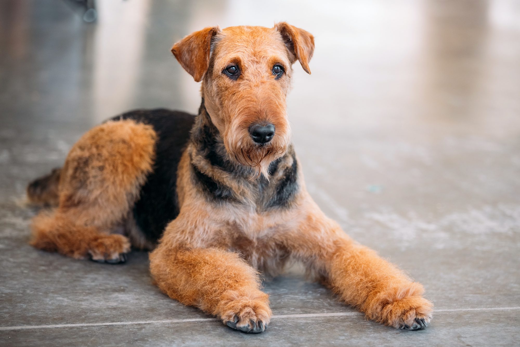エアデール・テリア - airedale-terrier