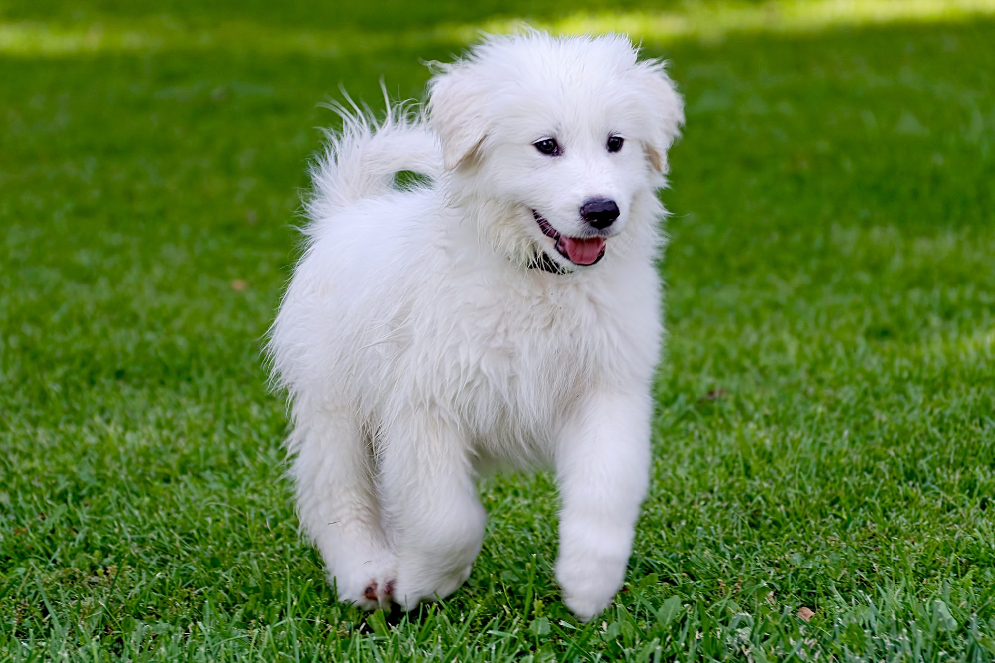 グレート・ピレニーズ - great-pyrenees