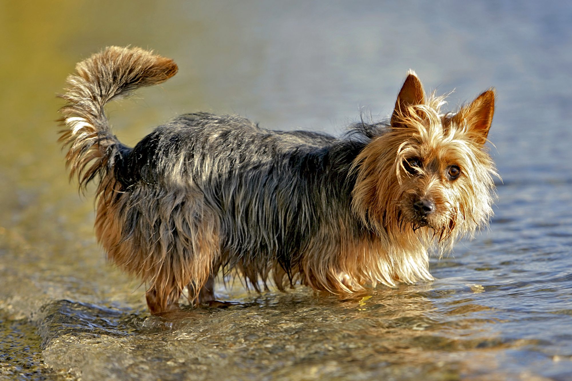 オーストラリアン・テリア - australian-terrier