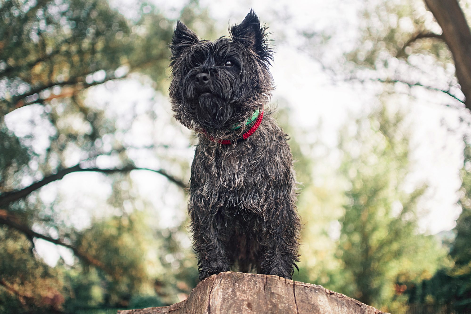 ケアーン・テリア - cairn-terrier